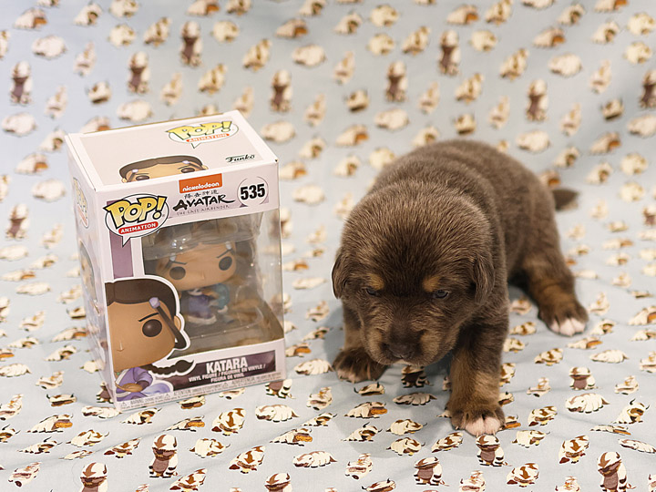 chinook puppy